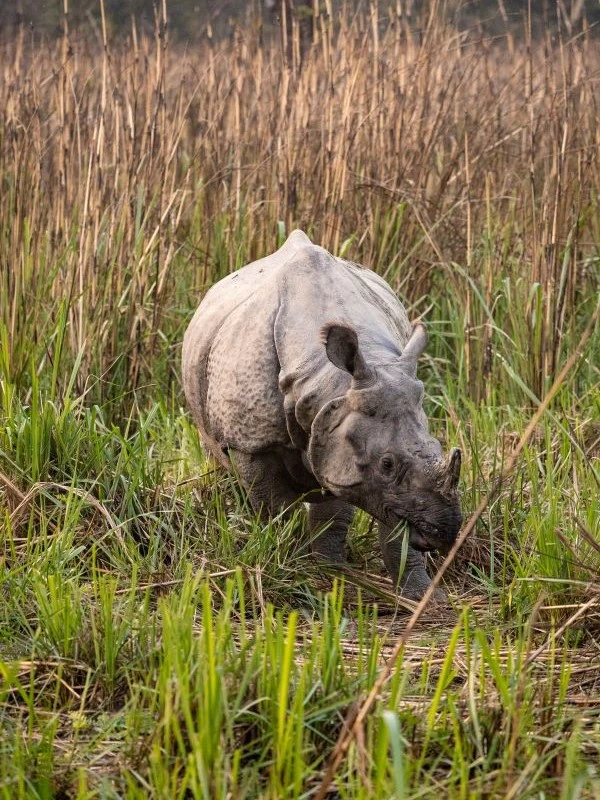 jungle-safari-chitwan