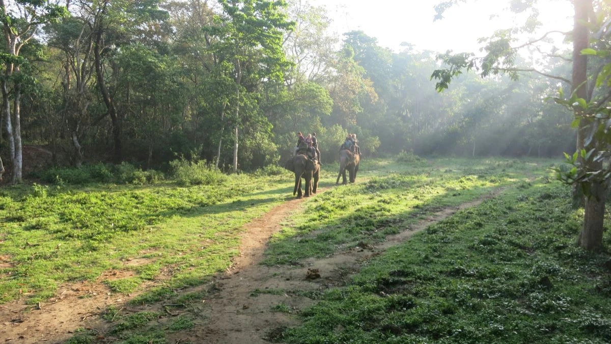 jungle-safarai-nepal