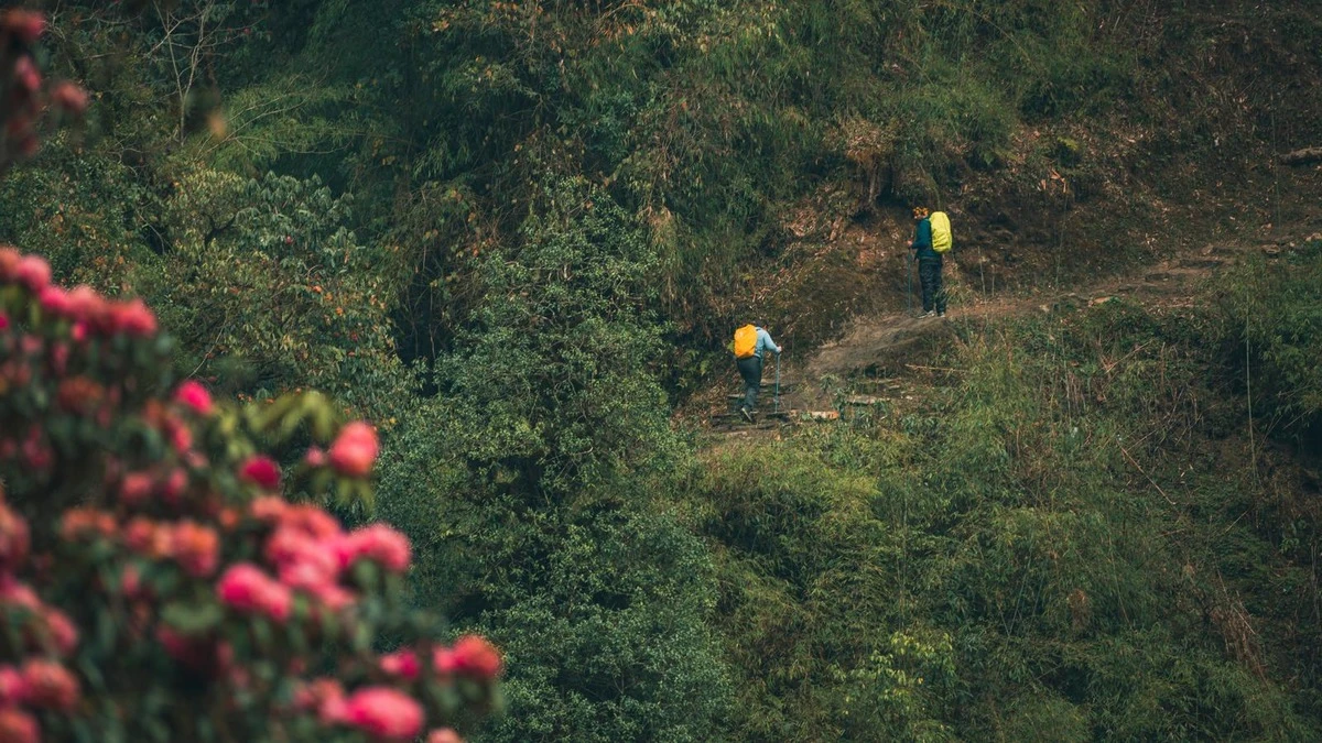 Trekkers walking on stone-paved trail to Poon Hill surrounded by blooming rhododendron forest