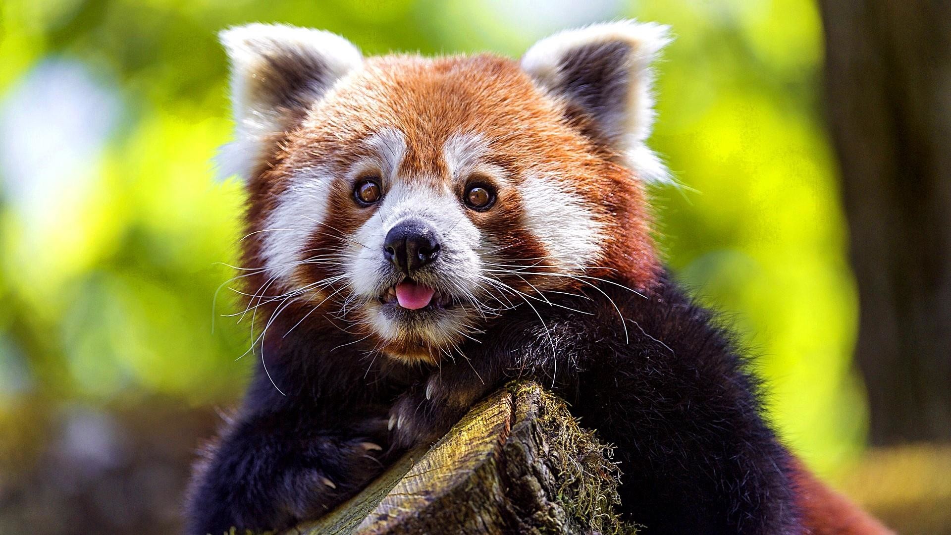 A rare red panda spotted in Langtang National Park during the Langtang Valley Trek