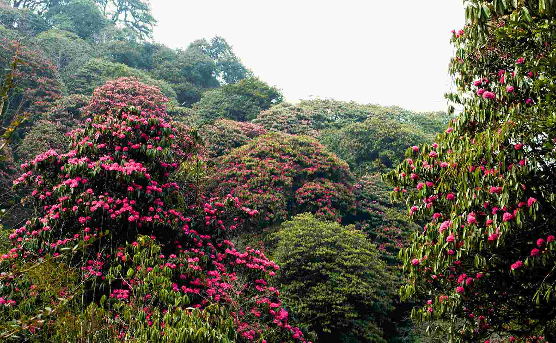 rhododendron-in-abc