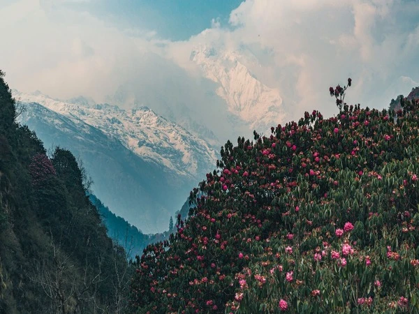 Snowy Annapurna peaks viewed from Poon Hill with colorful rhododendrons blooming in the foreground