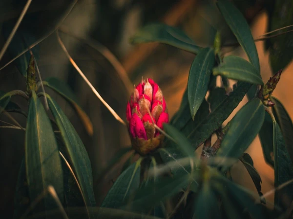 Rhododendron About To Bloom (1)