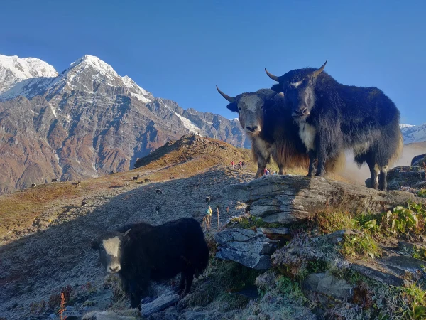Yak (1)